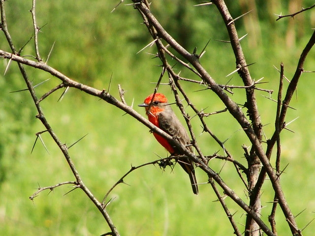 Avistamiento de aves